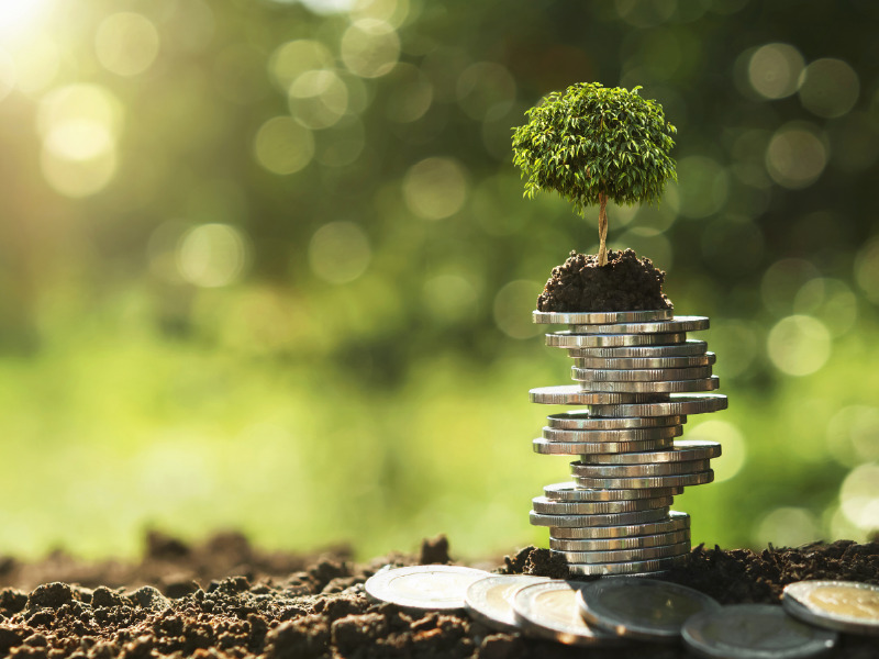 Zielone finansowanie – jak banki i inwestorzy wybierają projekty przyjazne środowisku?